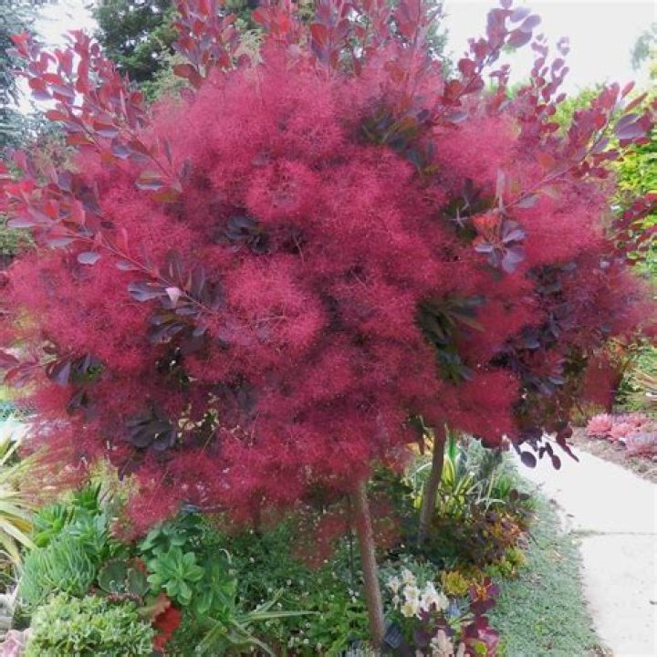 What is the Dusky standard