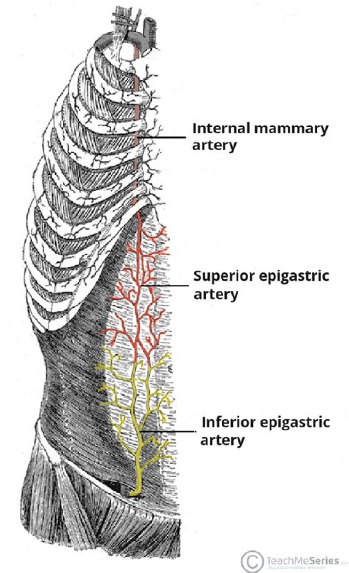 What is the epigastric area