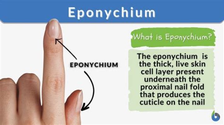 What is the Eponychium and explain its function