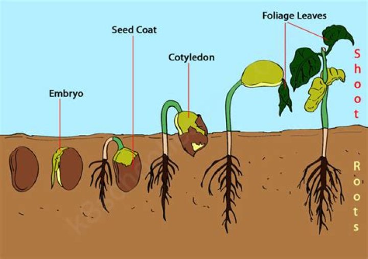 What is the first root to emerge from a germinating seed