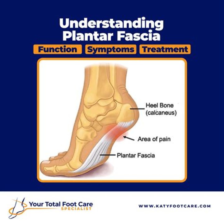 What is the function fascia