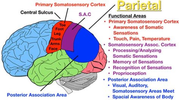 What is the function of CAS