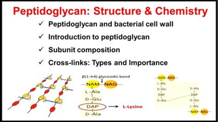What is the function of the peptidoglycan
