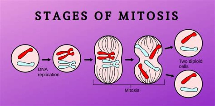 What is the goal of mitosis