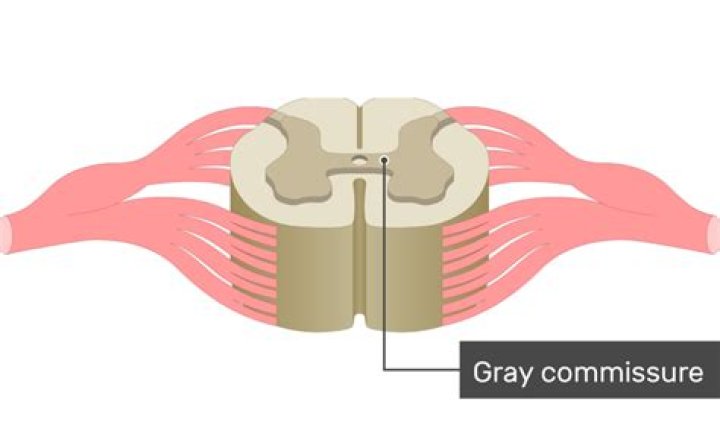 What is the gray commissure