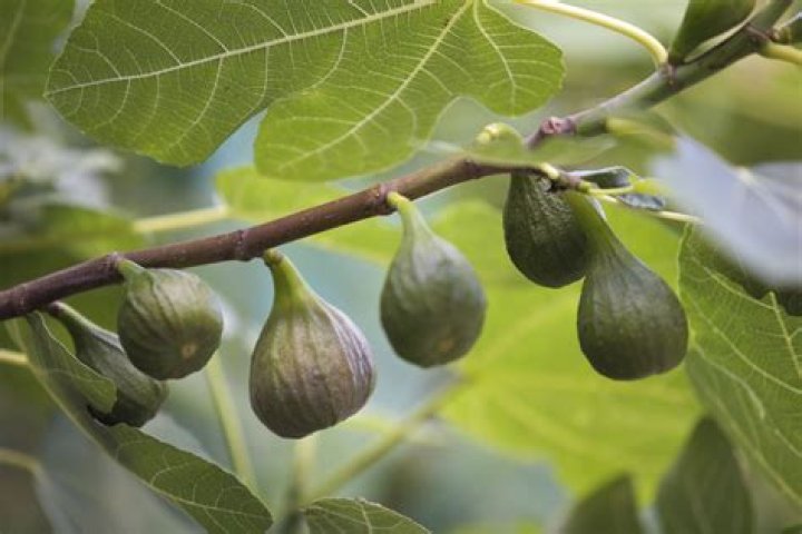 What is the hardiest fig tree