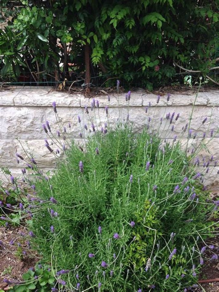 What is the hardiest lavender