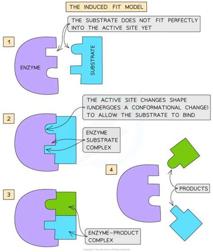 What is the induced fit theory of enzyme action
