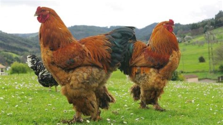 What is the largest chicken