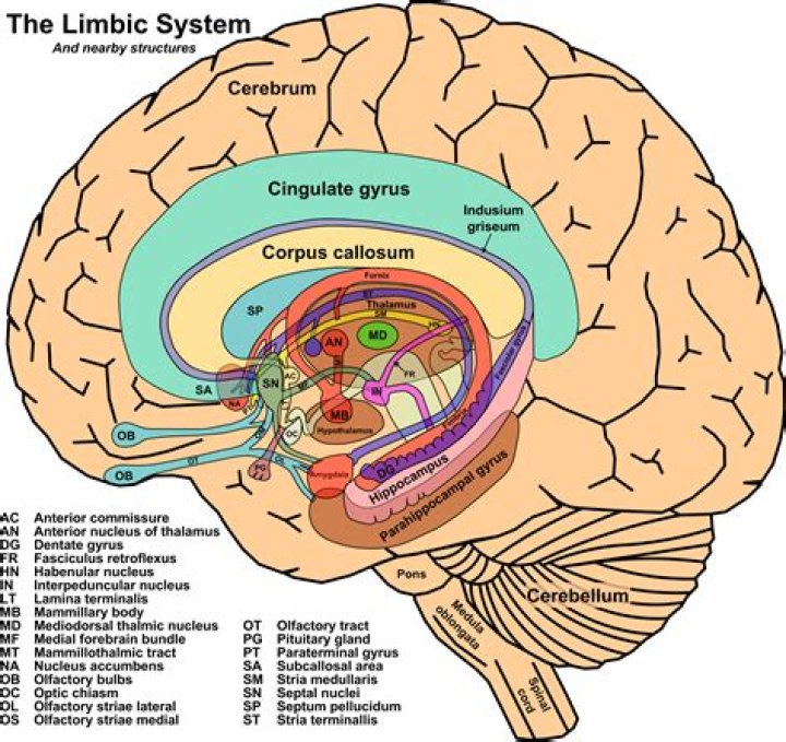 What is the limbic system used for