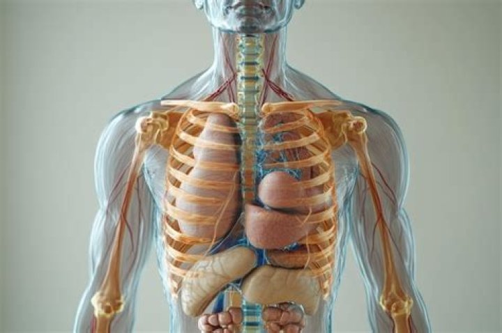 What is the longest rib in the human body