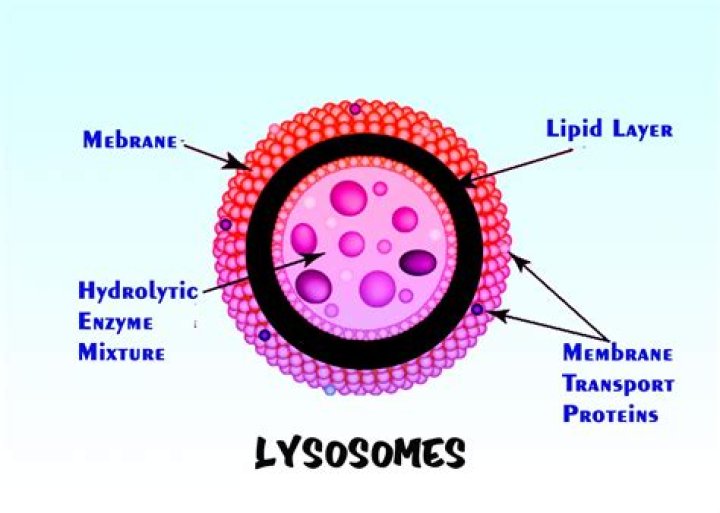 What is the lysosome color