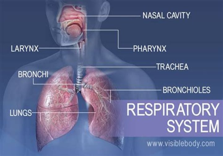What is the main function of the larynx in the respiratory system