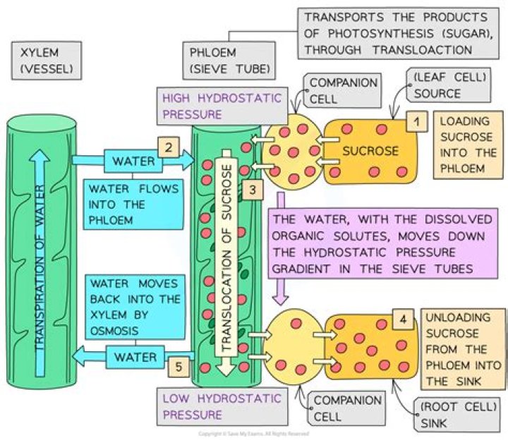 What is the mass of a plant