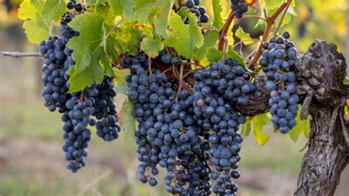 What is the most planted grape in Alsace