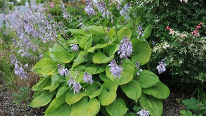 What is the most sun tolerant hosta