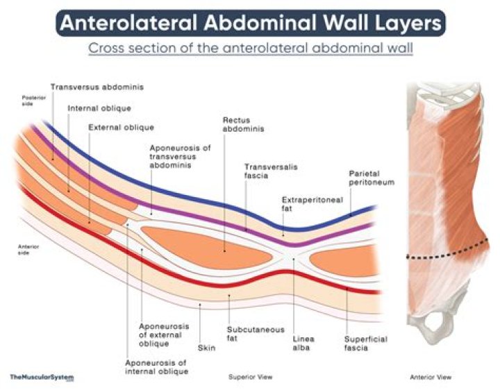 What is the most superficial abdominal muscle