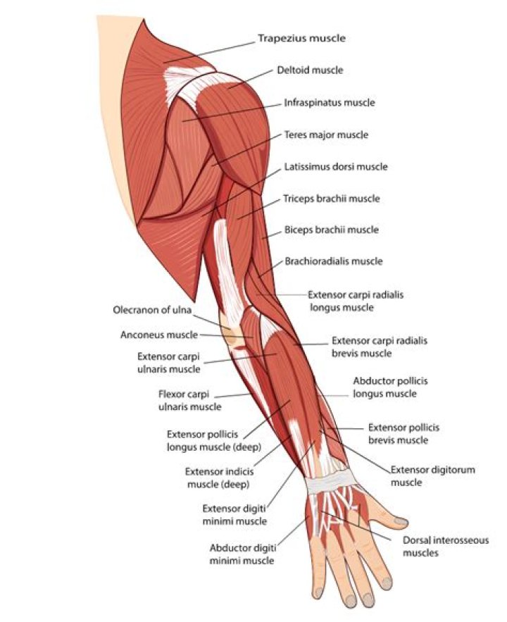 What is the muscle at the top of your arm