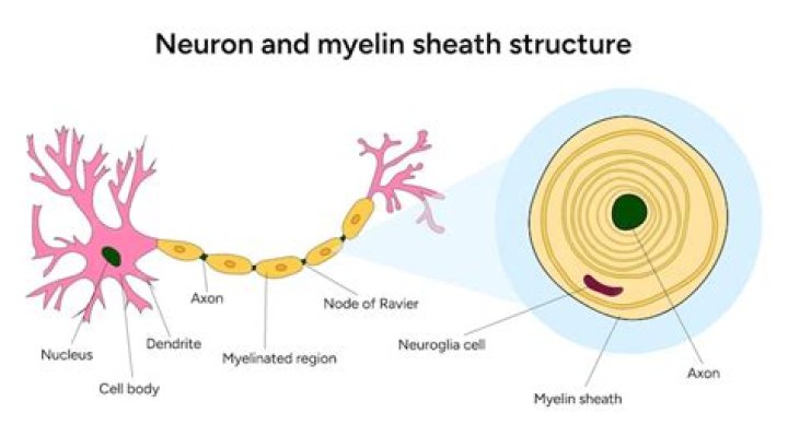 What is the myelin sheath of a neuron