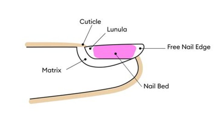 What is the nail matrix