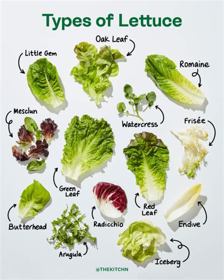 What is the name of lettuce