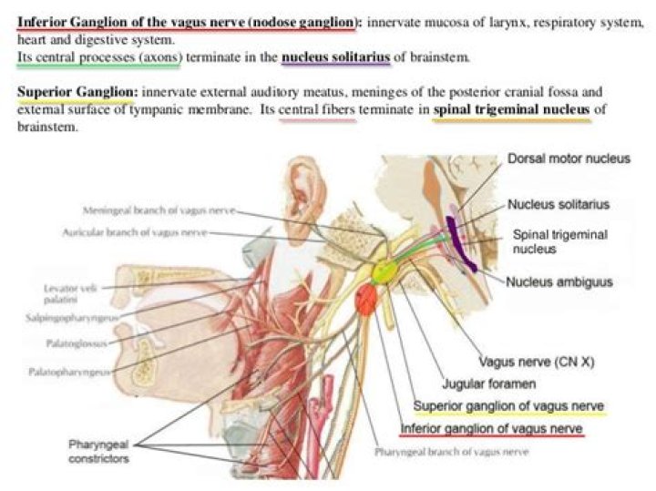 What is the Nodose ganglion