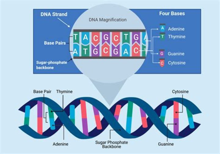 What is the number of strands in DNA