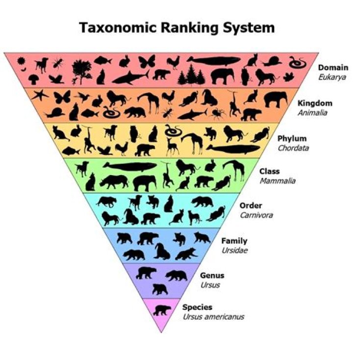 What is the order of an ant