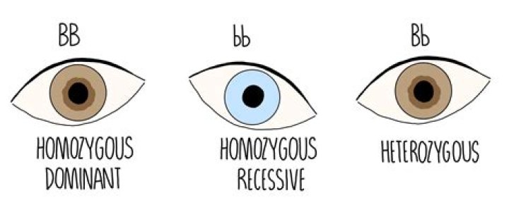 What is the phenotype of BB