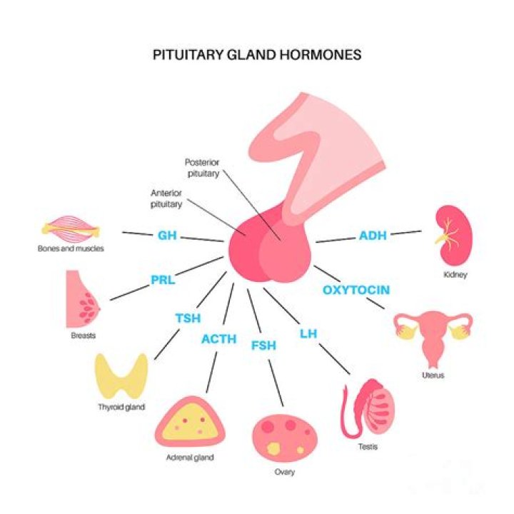 What is the pituitary gland also known as