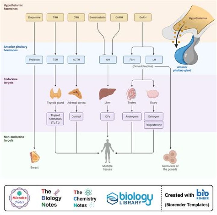 What is the pituitary gland controlled by