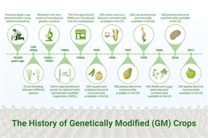 What is the process of GMOs