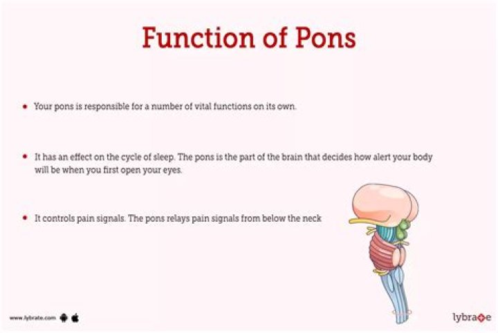 What is the purpose of Pons