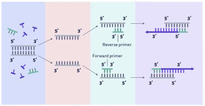 What is the purpose of primer