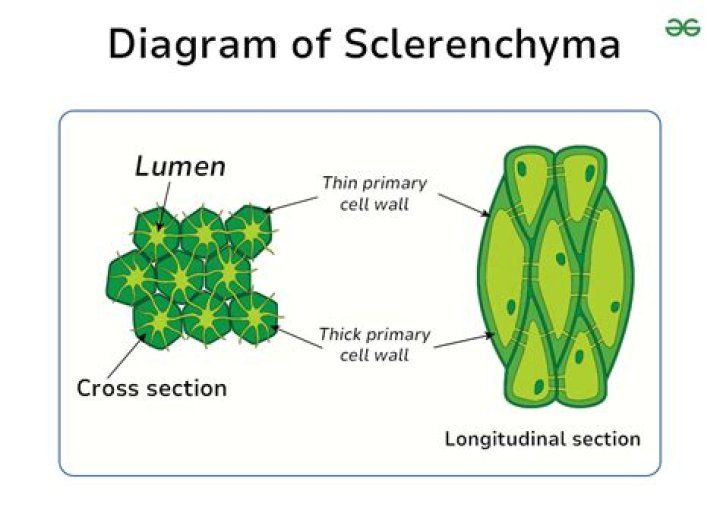 What is the shape of Sclerenchyma cells