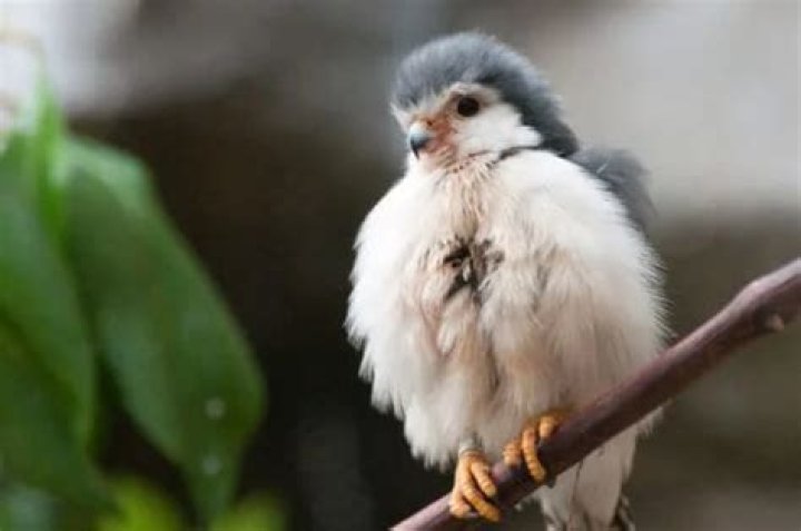 What is the smallest falcon