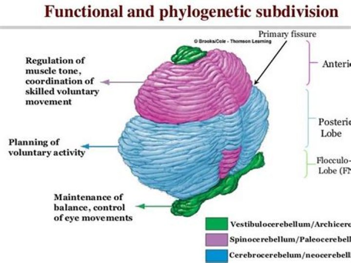 What is the Spinocerebellum