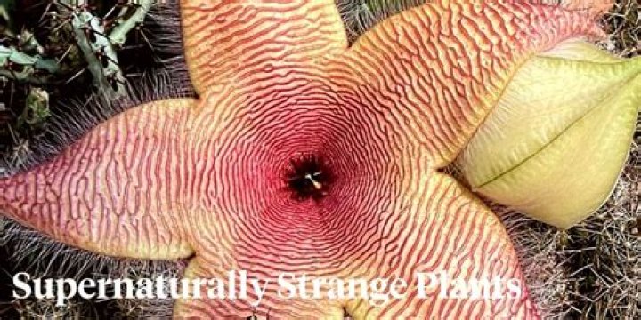 What is the strangest plant