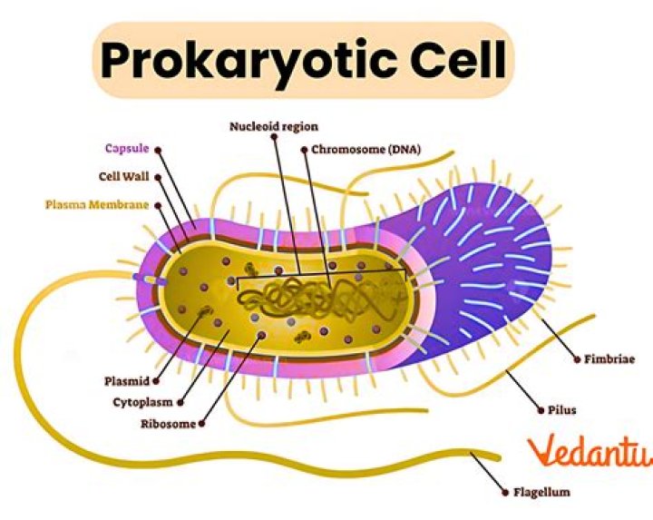 What is the structure of prokaryotic chromosomes