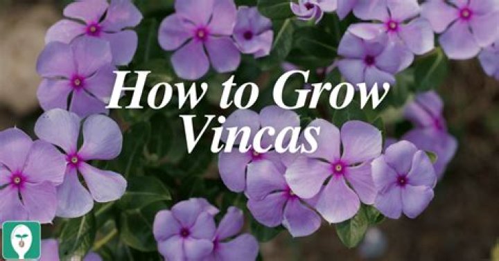 What is the use of Vinca