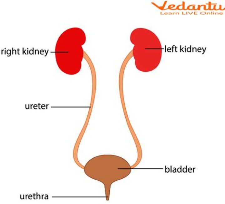 What is the work of urethra
