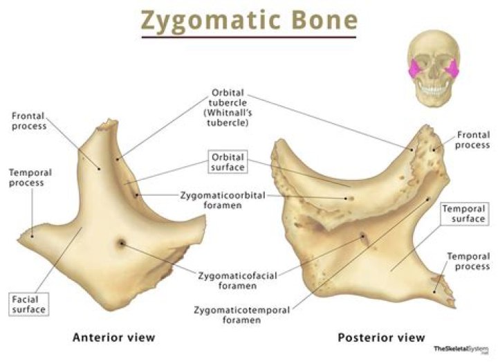 What is the zygomatic bone