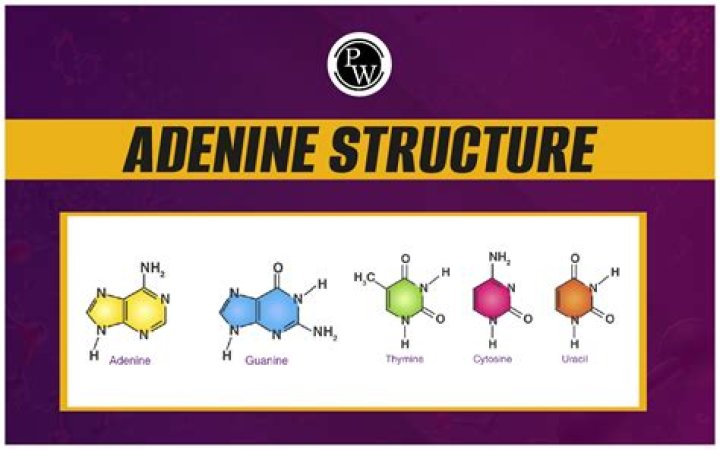 What is thymine and adenine