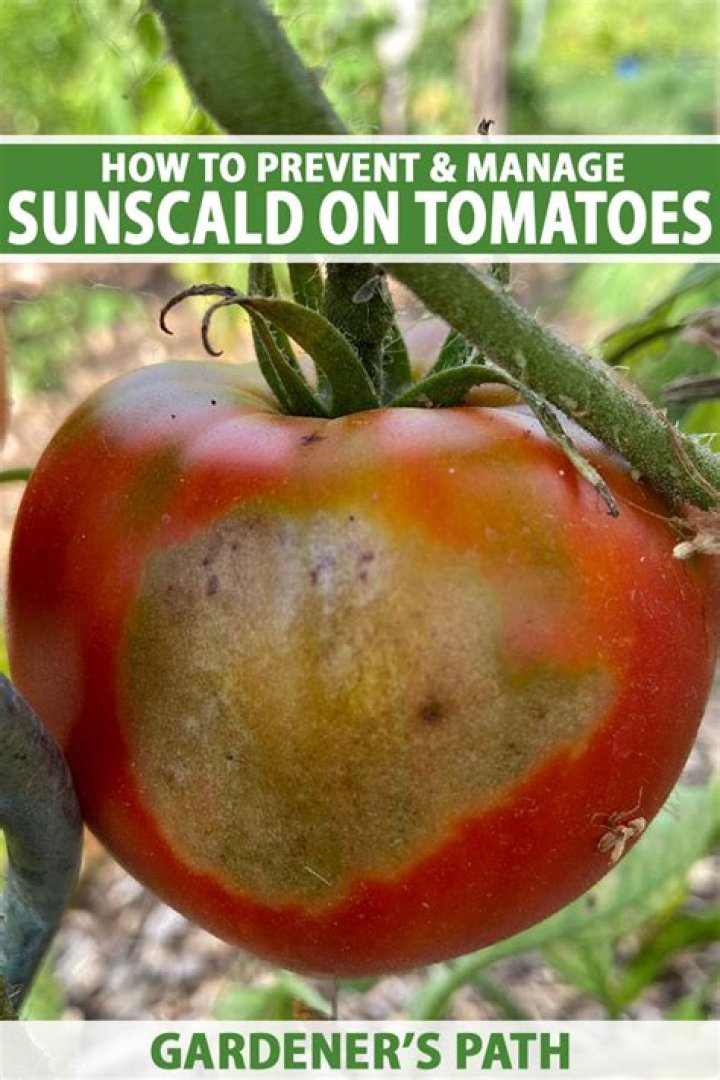 What is tomato Sunscald