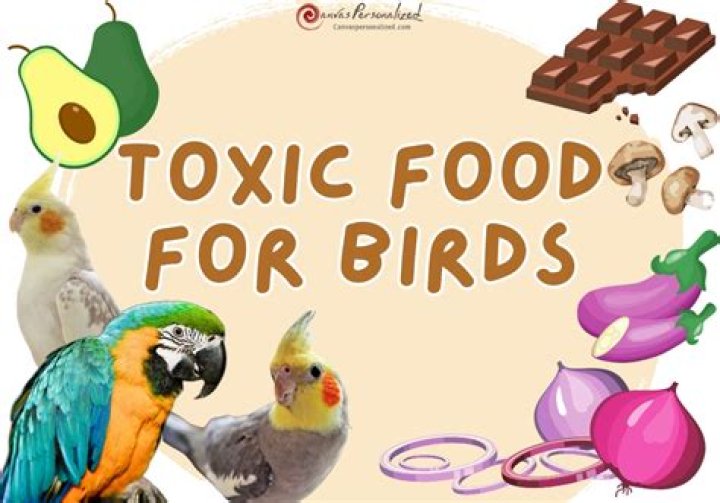 What is toxic to pet birds