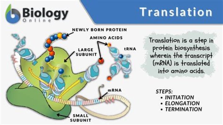 What is translation in botany