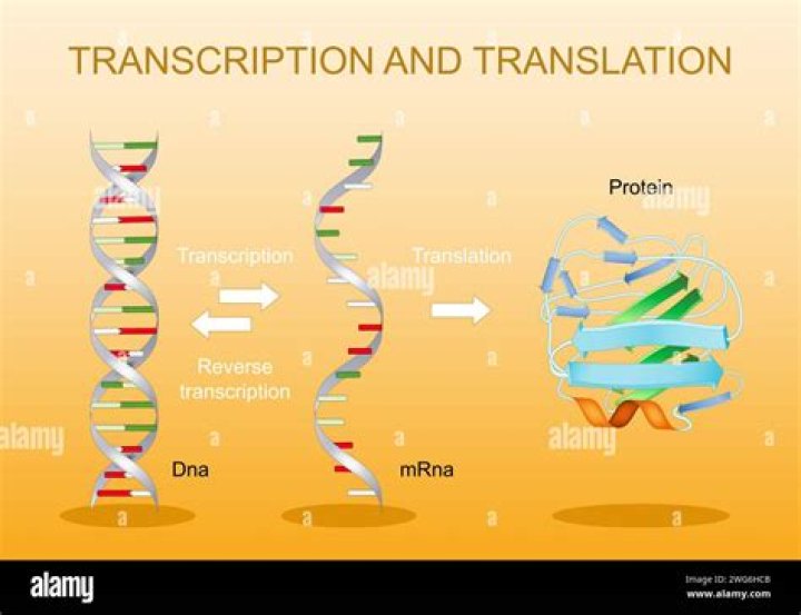 What is translation in DNA