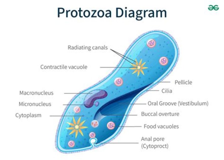 What is true about protozoa