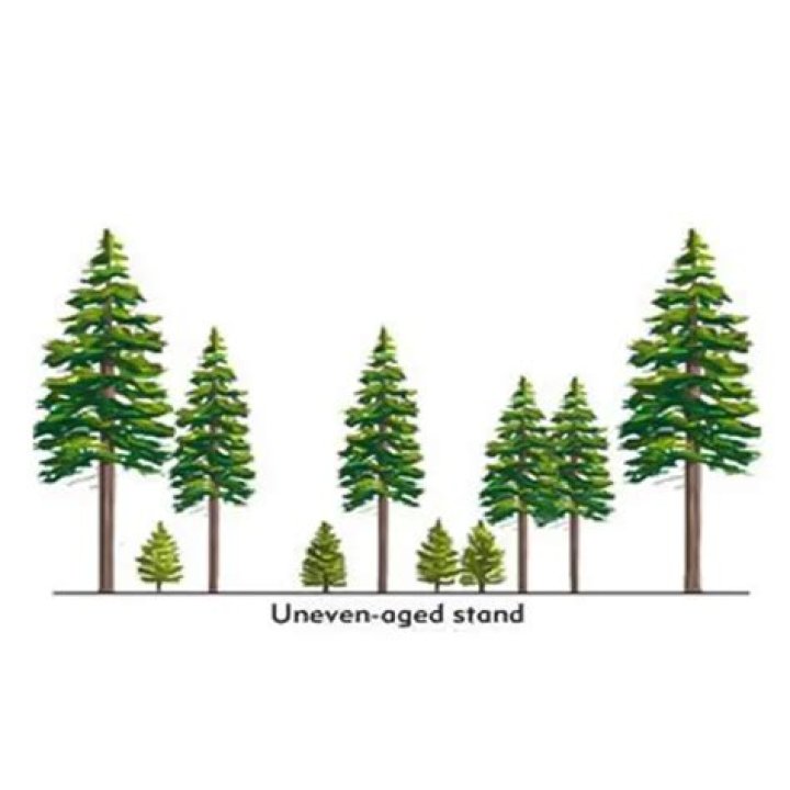 What is uneven-aged stands