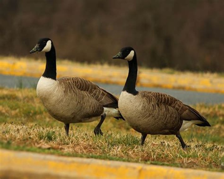 What is unique about geese